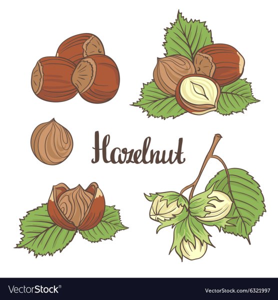 Желудь раскраска для детей