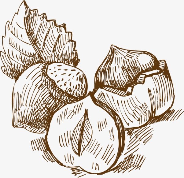 Лесной орех раскраска для детей