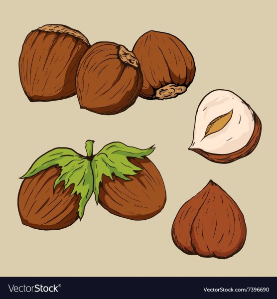 Раскраска орешки фундук