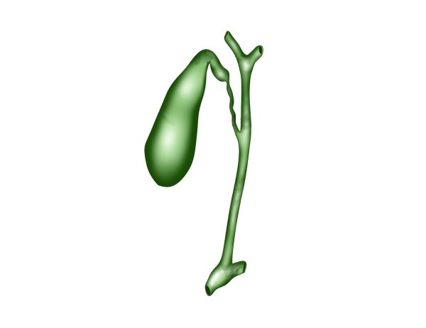 Желчный пузырь анатомия человека