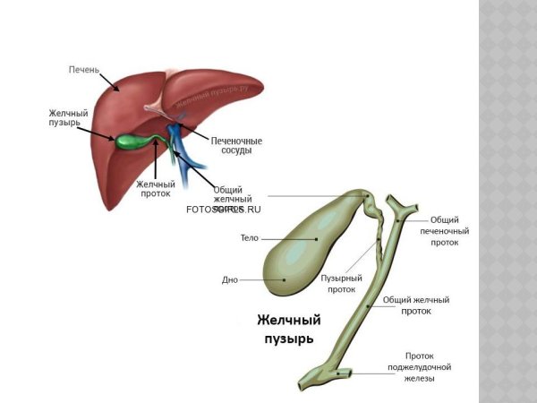 Строение желчного пузыря собаки