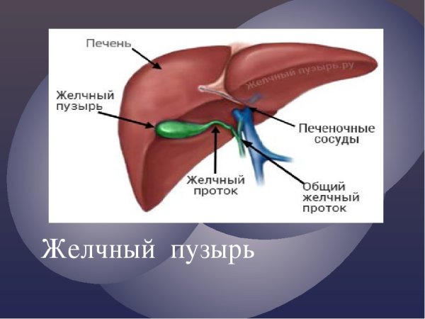 Строение печени и желчного пузыря