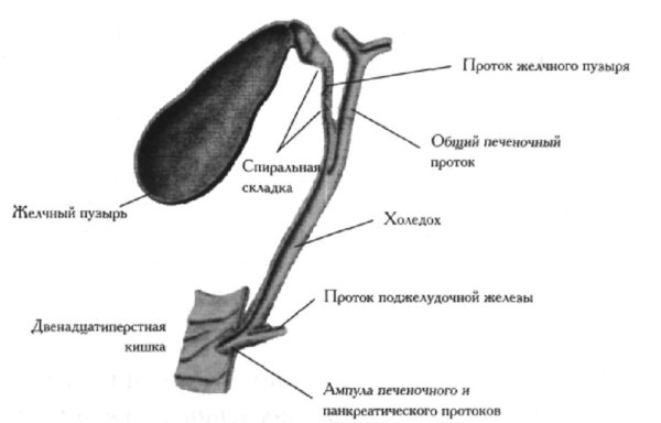 Строение желчного пузыря анатомия