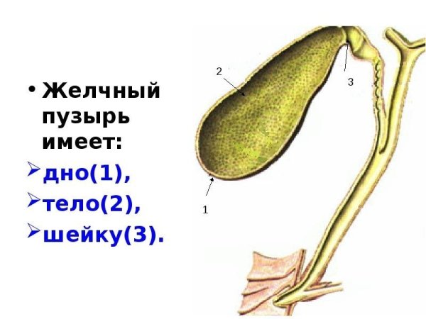 Отделы желчного пузыря