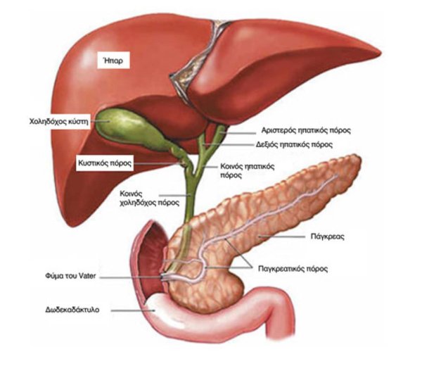Анатомия расположения желчного пузыря