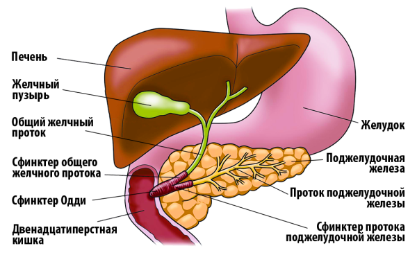 Печень и поджелудочная железа анатомия
