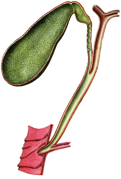 Сфинктер Мирицци