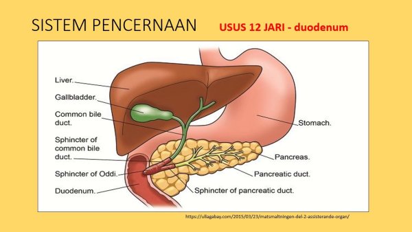 Анатомия человека желчный пузырь расположение