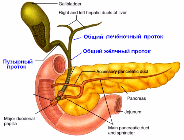 Желчные протоки строение сфинктеры