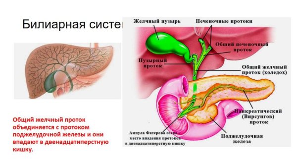 Билиарная система анатомия