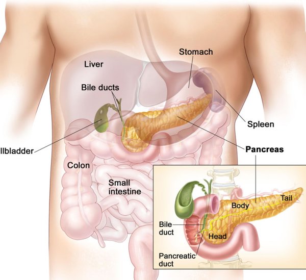 Строение человека внутренние органы поджелудочная железа