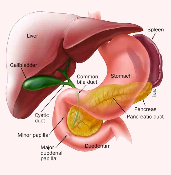 Печень и поджелудочная железа анатомия