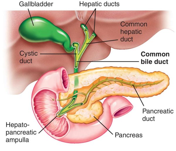 Выводной проток поджелудочной железы
