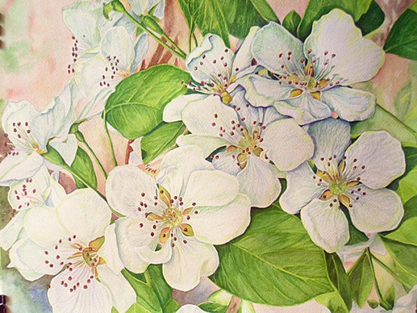 Рисуем Яблоневый цвет