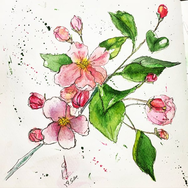 Как рисовать цветы яблони