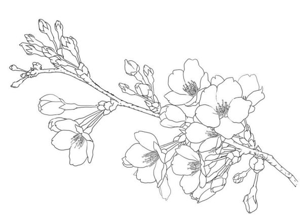 Цветы вишни эскиз