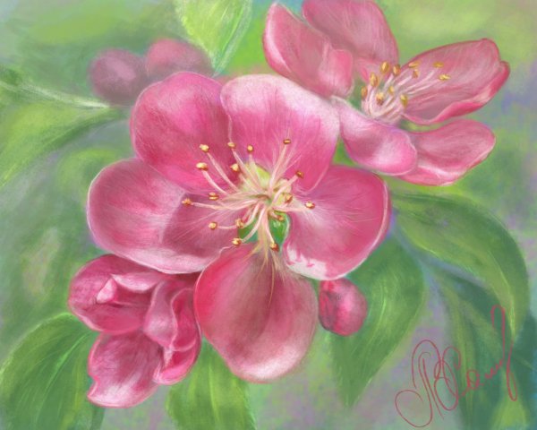 Цветущая яблоня пастелью