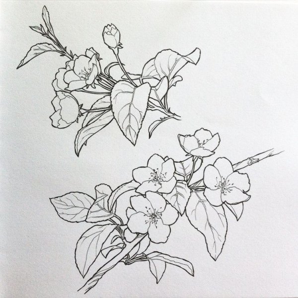 Ветка цветущей яблони карандашом