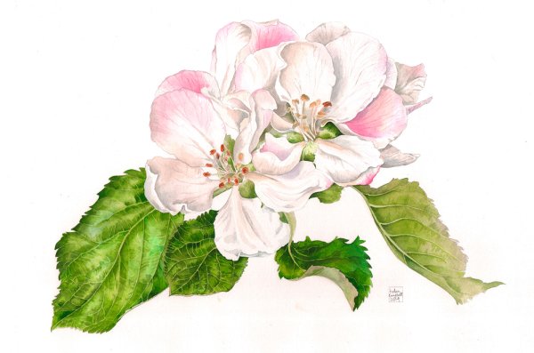 Цветы яблони