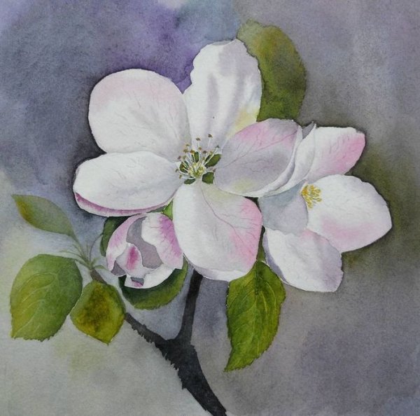 Цветущая ветка яблони акварель
