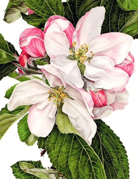 Художник-иллюстратор Анна Мэйсон (Anna Mason)