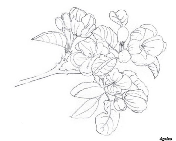 Ветка цветущей яблони карандашом