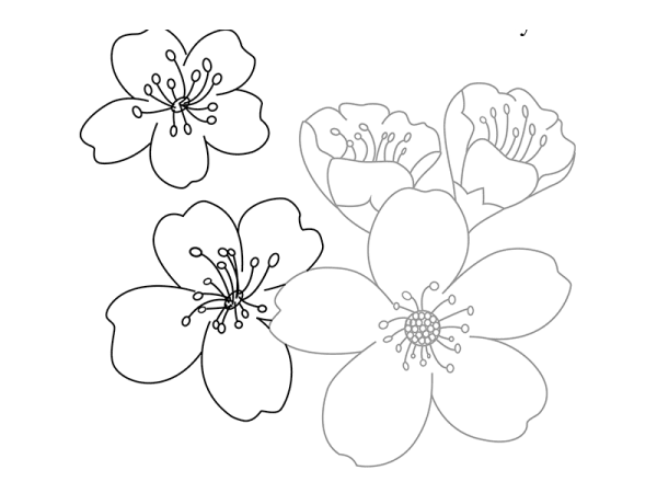 Цветок Сакуры рисунок