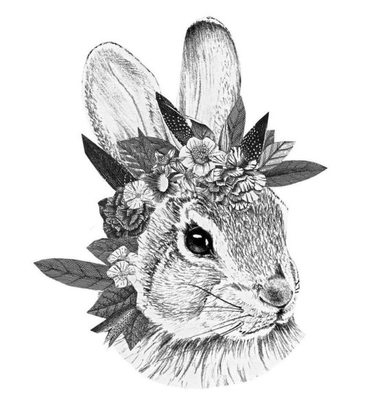 Графический кролик