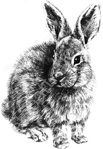 Заяц Графика