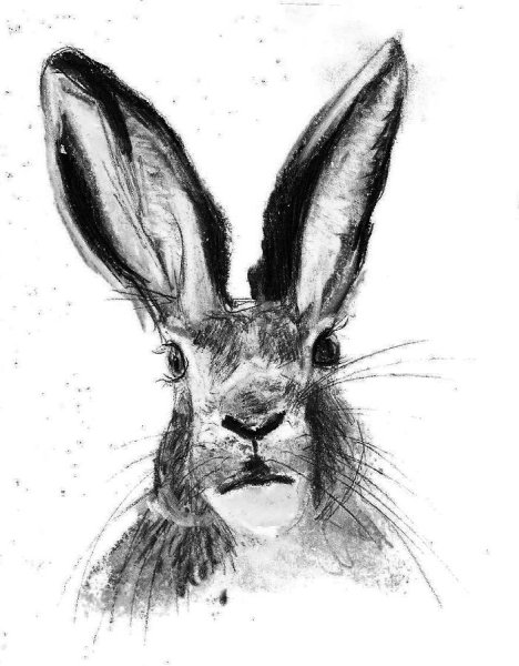 Графический кролик