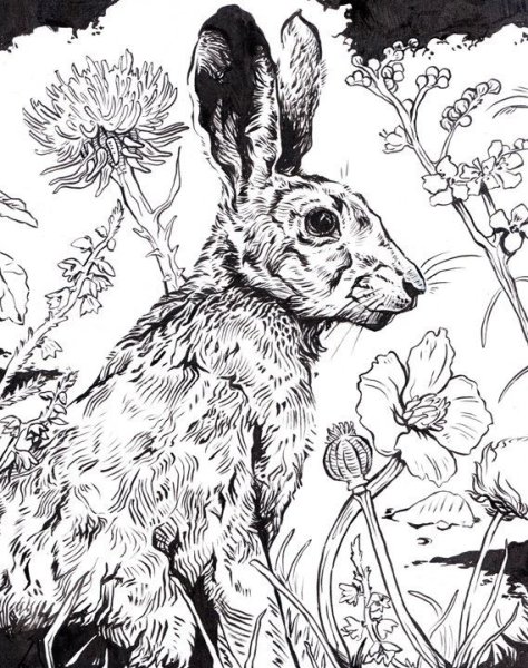 Животные тушью и пером