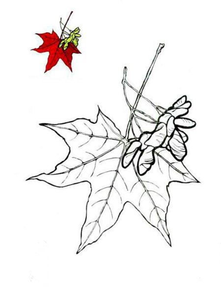 Кленовый лист раскраска