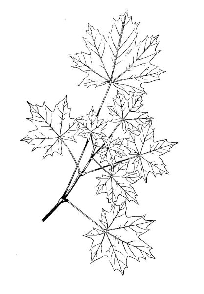 Клен остролистный ветка рисунок