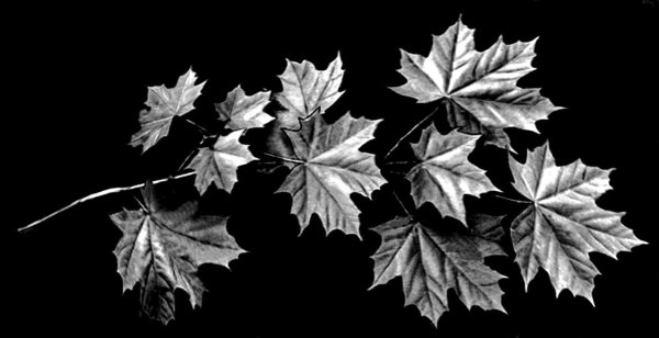 Ветка клена рисунок