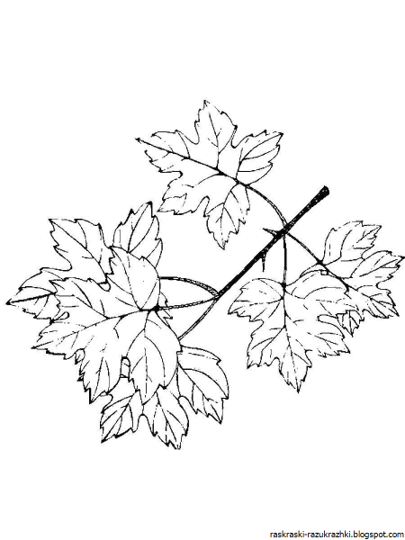 Эскиз листьев