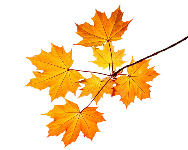 Рисование ветки клена