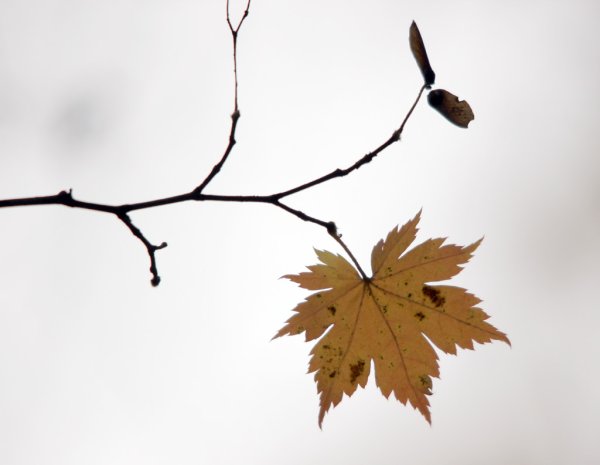 Кленовый лист раскраска