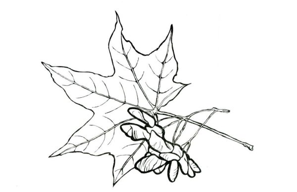 Клен листья и плоды