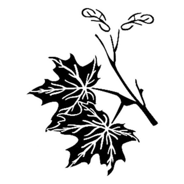 Кленовая ветка на прозрачном фоне