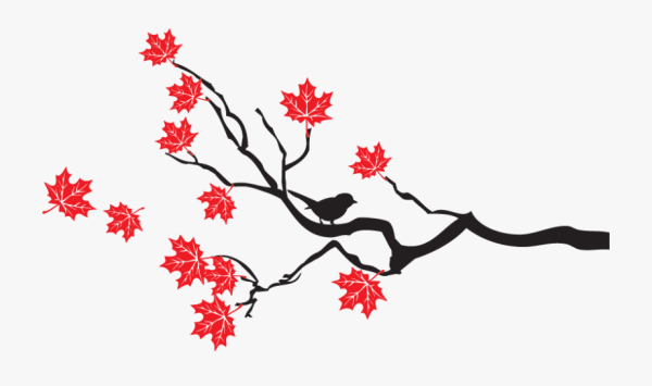 Кленовая ветка на прозрачном фоне