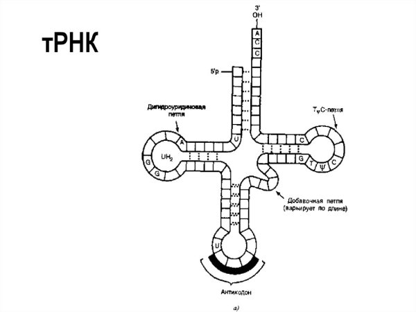 Структура молекулы ТРНК