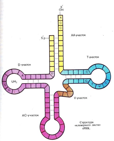 Строение транспортной РНК схема