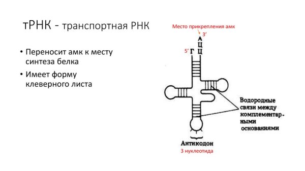 Строение молекулы транспортной РНК