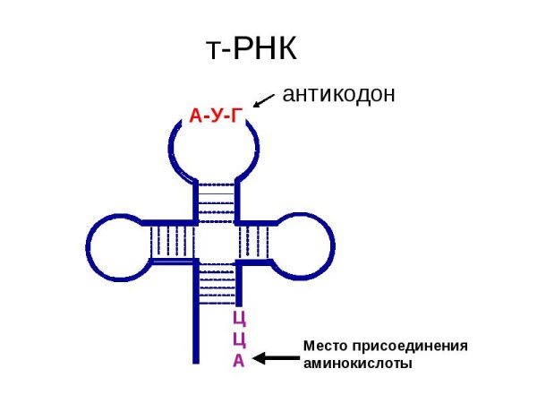 Строение транспортной РНК биохимия