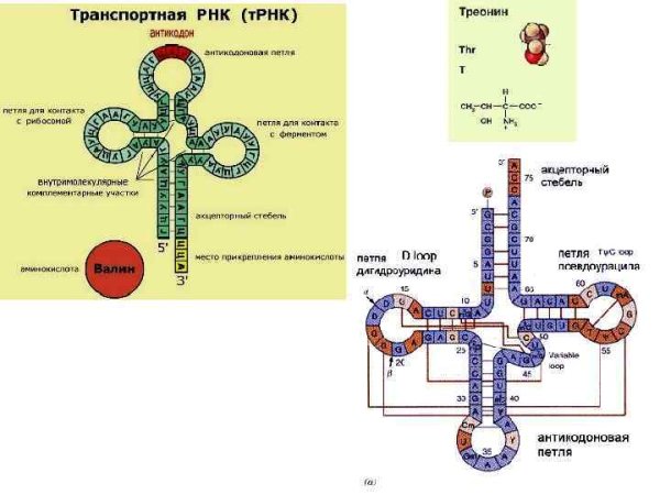 Строение ТРНК схема