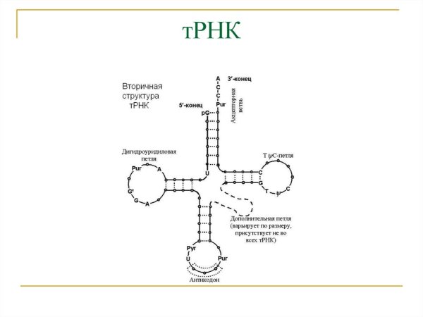 Структура молекулы ТРНК