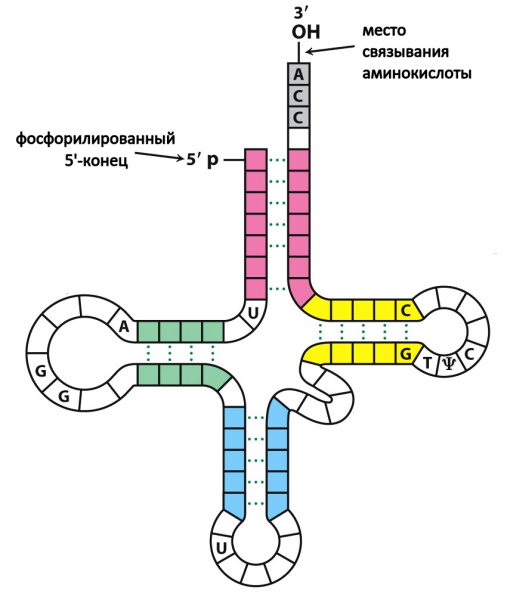 Строение ТРНК схема