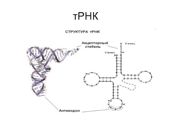 ТРНК строение петли