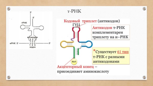 Структура транспортной РНК