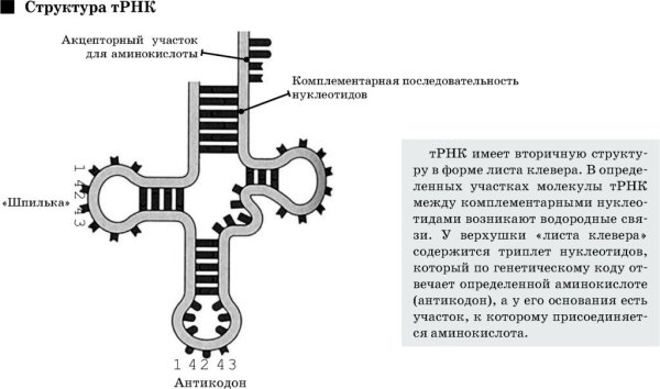 Схема вторичной структуры ТРНК